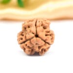 3 Mukhi Rudraksha Nepal New