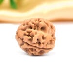 3 Mukhi Rudraksha Nepal New