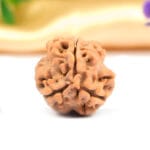 3 Mukhi Rudraksha Nepal New