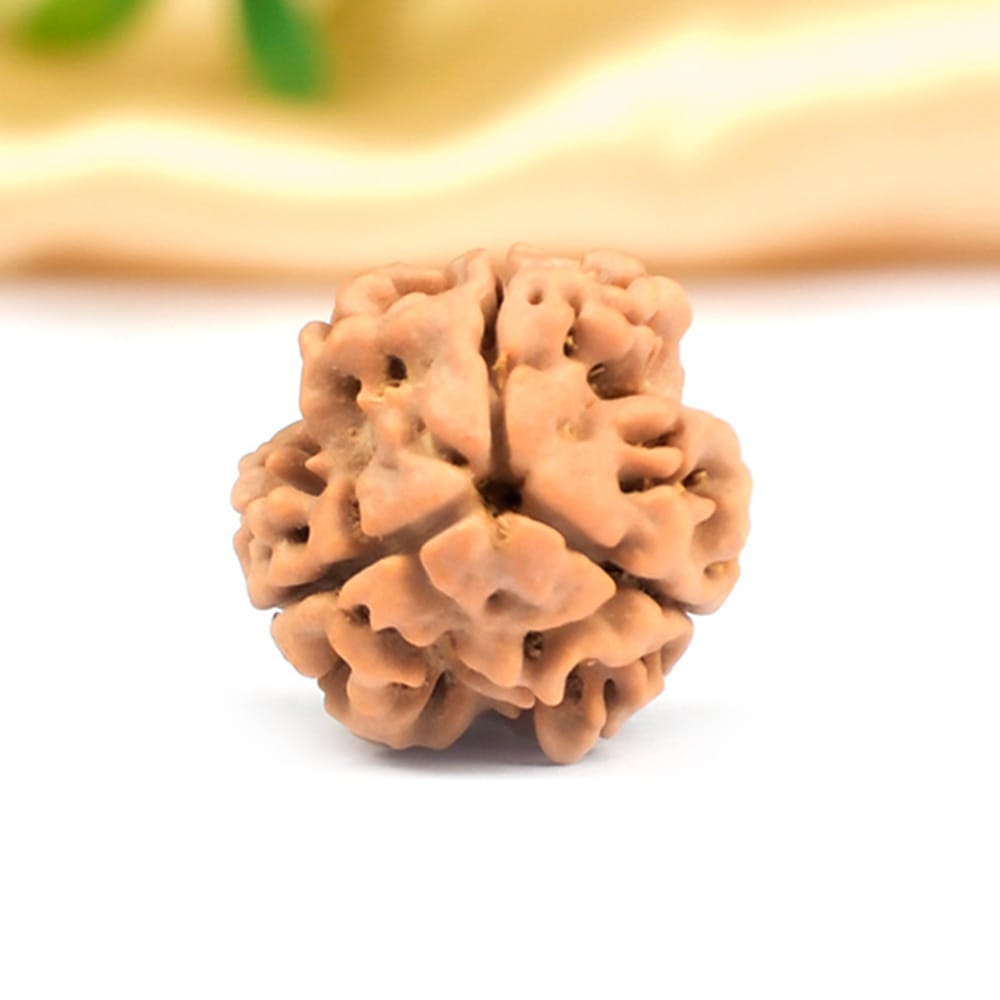 3 Mukhi Rudraksha Nepali