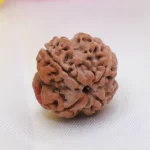 4 mukhi rudraksha