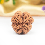 5 Mukhi Rudraksha Nepal