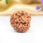 5 Mukhi Rudraksha Nepal