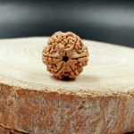 6-mukhi-nepali-rudraksha