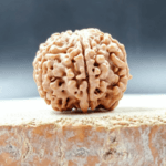 6-mukhi-nepali-rudraksha