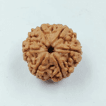 6-mukhi-nepali-rudraksha