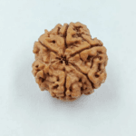 6-mukhi-nepali-rudraksha