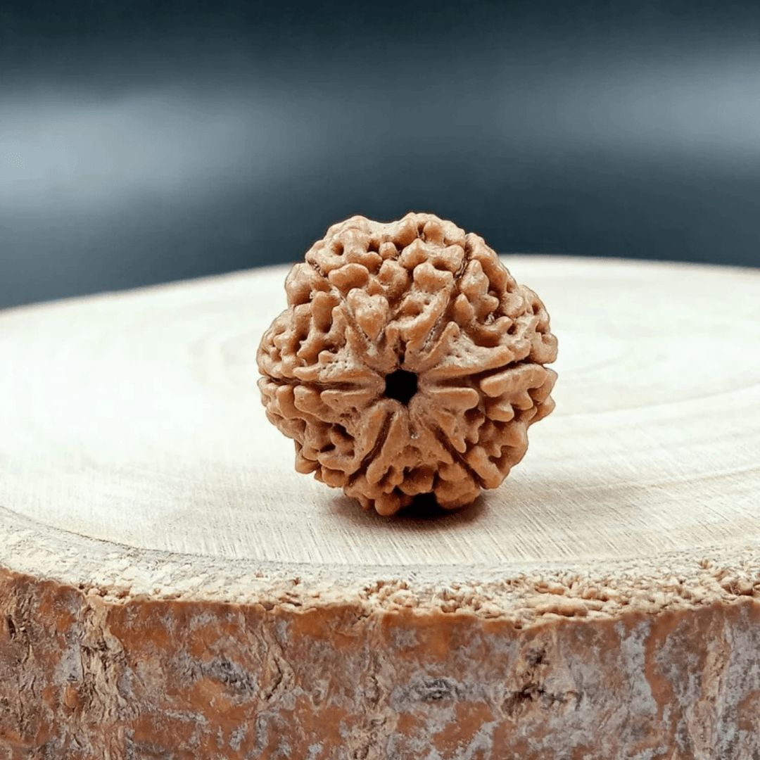 6 Mukhi Rudraksha Nepali