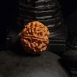 Vastu Yantra7 Mukhi Rudraksha Nepal
