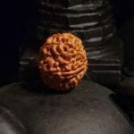 Vastu Yantra7 Mukhi Rudraksha Nepal