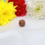 4 mukhi rudraksha