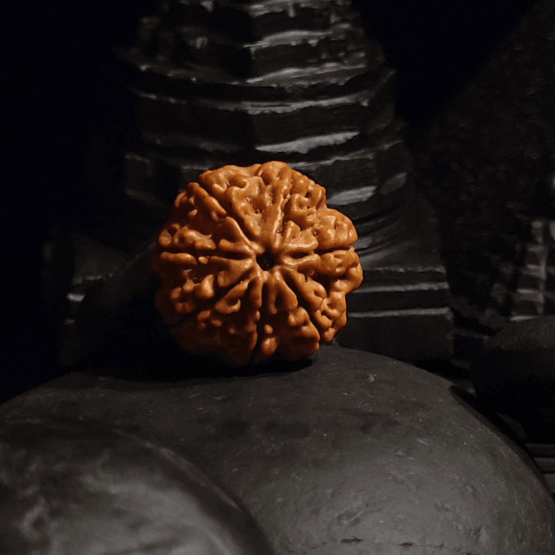 7 Mukhi Rudraksha Nepali